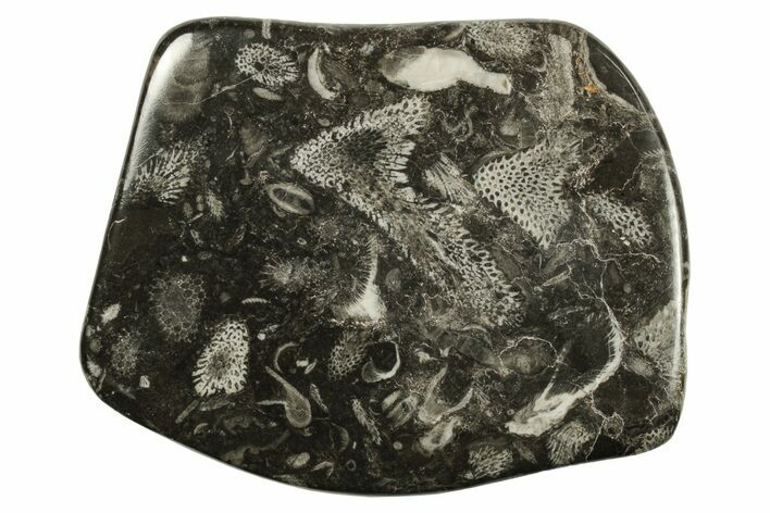 Polished Devonian Fossil Coral and Bryozoan Plate - Morocco #290339